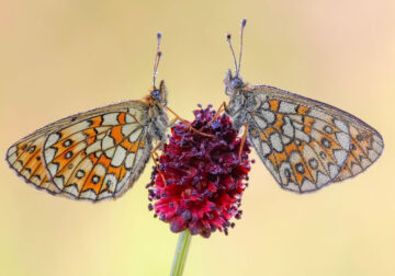 Butterfly Macro Photography by Andreas Bartoldus