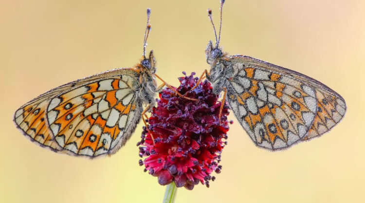 Butterfly Macro Photography by Andreas Bartoldus