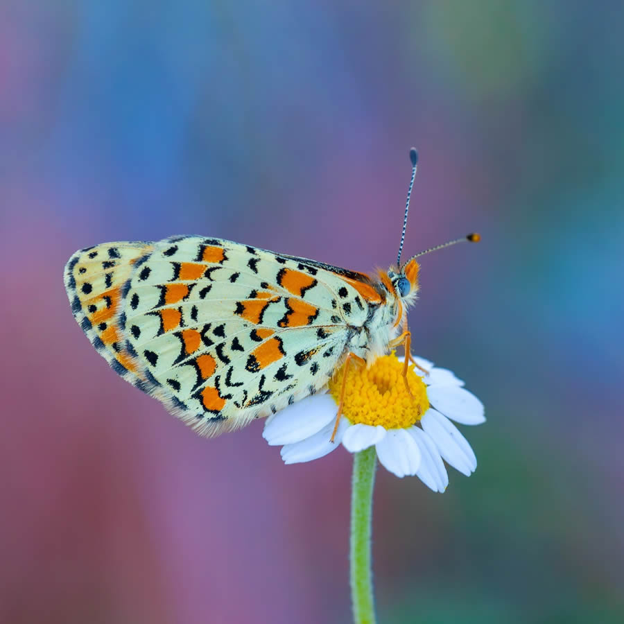 Butterfly Macro Photography by Kenan Talas