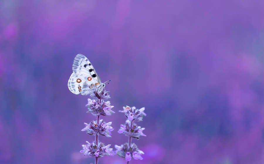 Butterfly Macro Photography by Kenan Talas