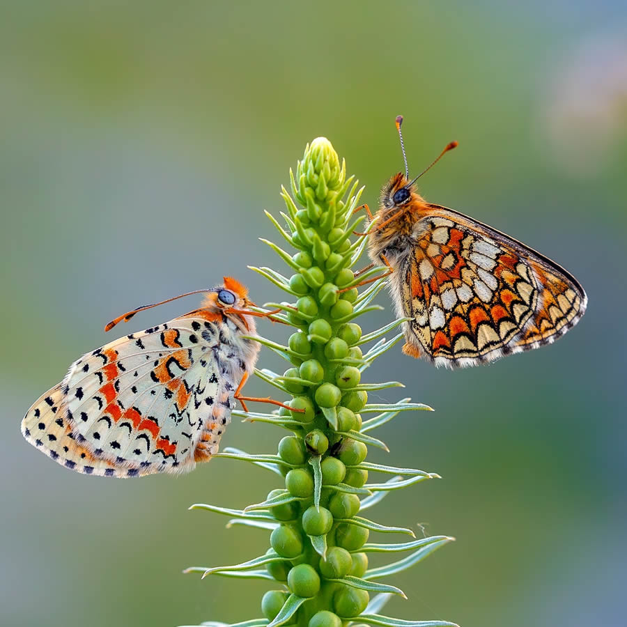 Butterfly Macro Photography by Kenan Talas