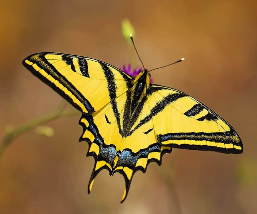 Butterfly Macro Photography by Kenan Talas