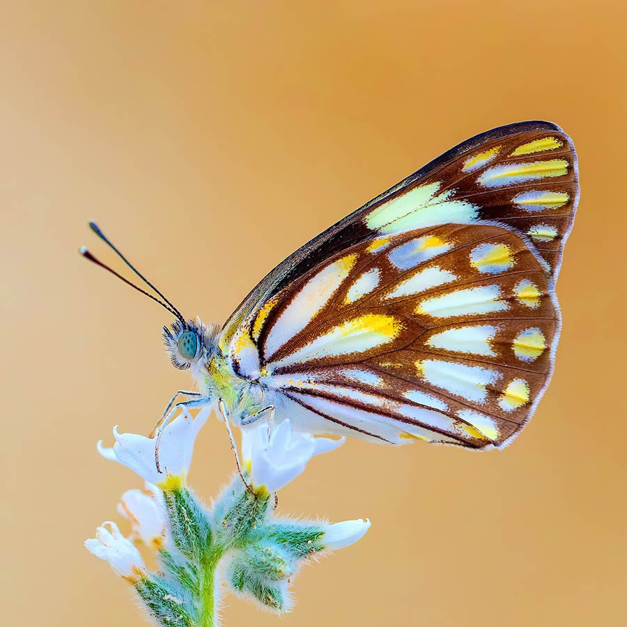 Butterfly Macro Photography by Kenan Talas