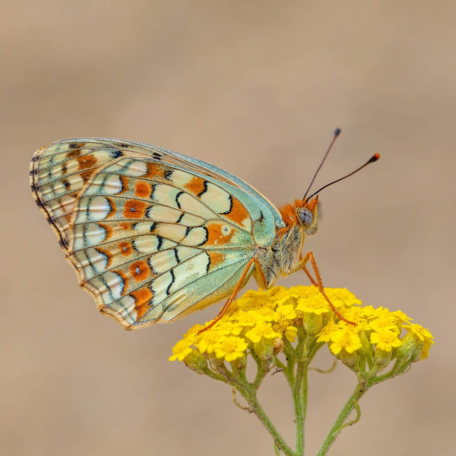 Butterfly Macro Photography by Kenan Talas