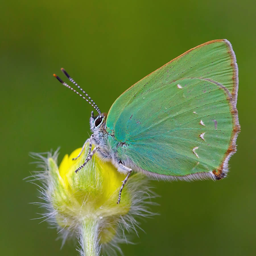 Butterfly Macro Photography by Kenan Talas