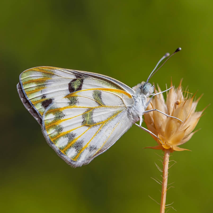 Butterfly Macro Photography by Kenan Talas