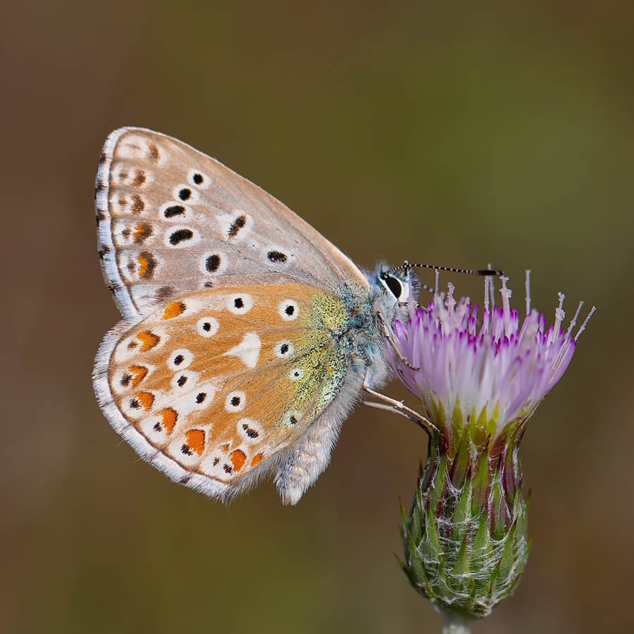 Butterfly Macro Photography by Kenan Talas