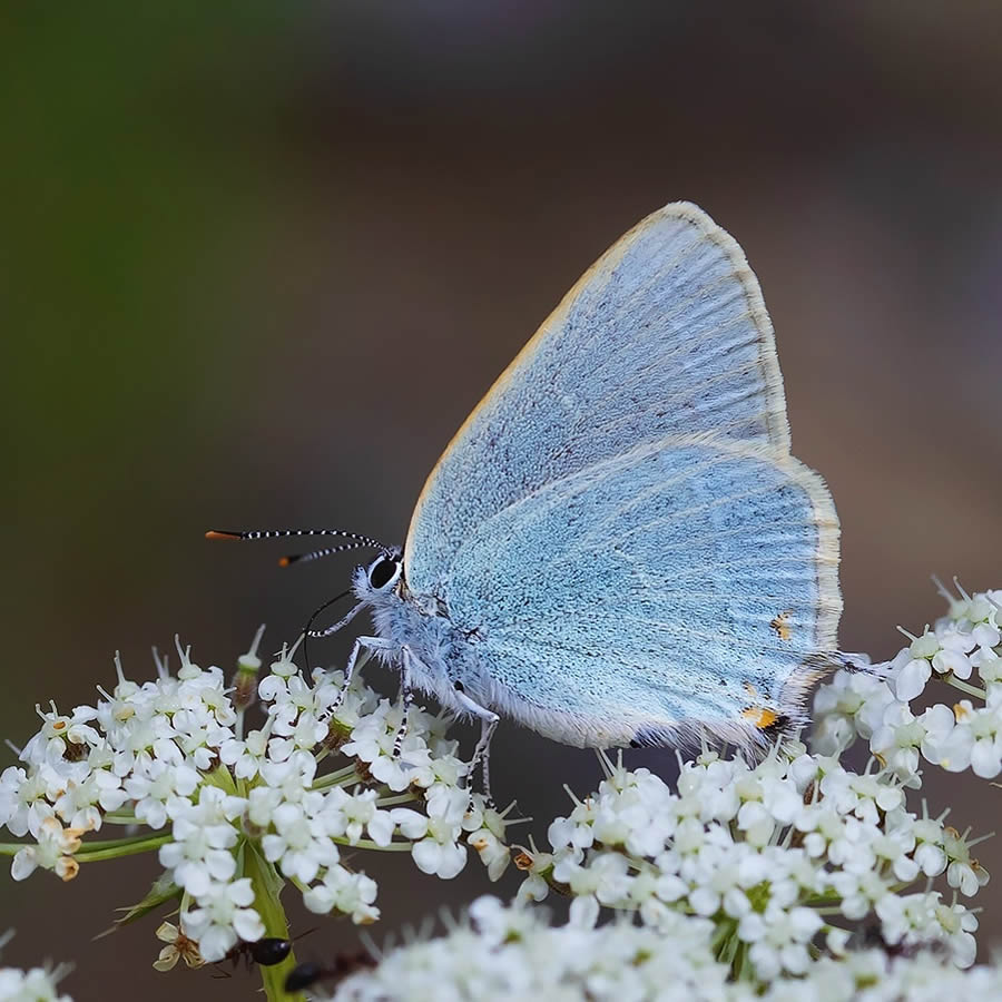 Butterfly Macro Photography by Kenan Talas