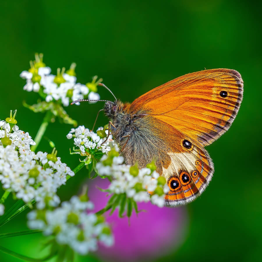 Butterfly Macro Photography by Kenan Talas