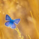 Butterfly Macro Photography by Kenan Talas