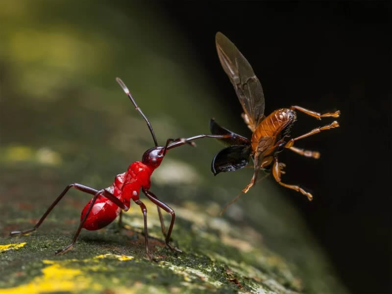 Close Up Photographer of the year 2024 Shortlists