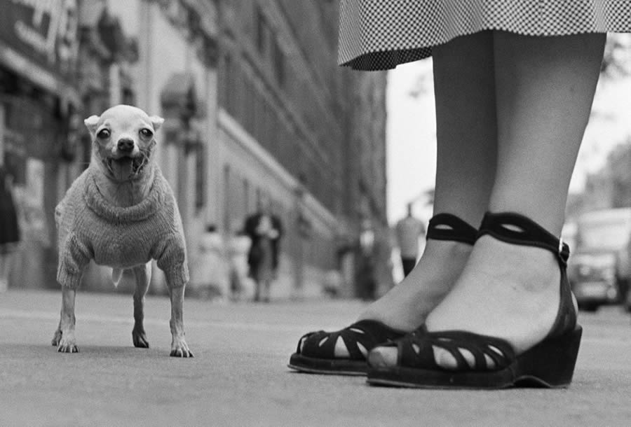 Master Photographer Elliott Erwitt