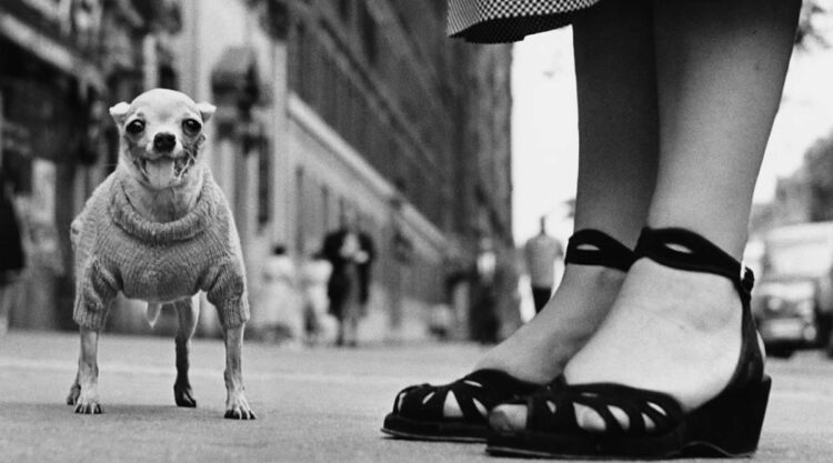 Master Photographer Elliott Erwitt