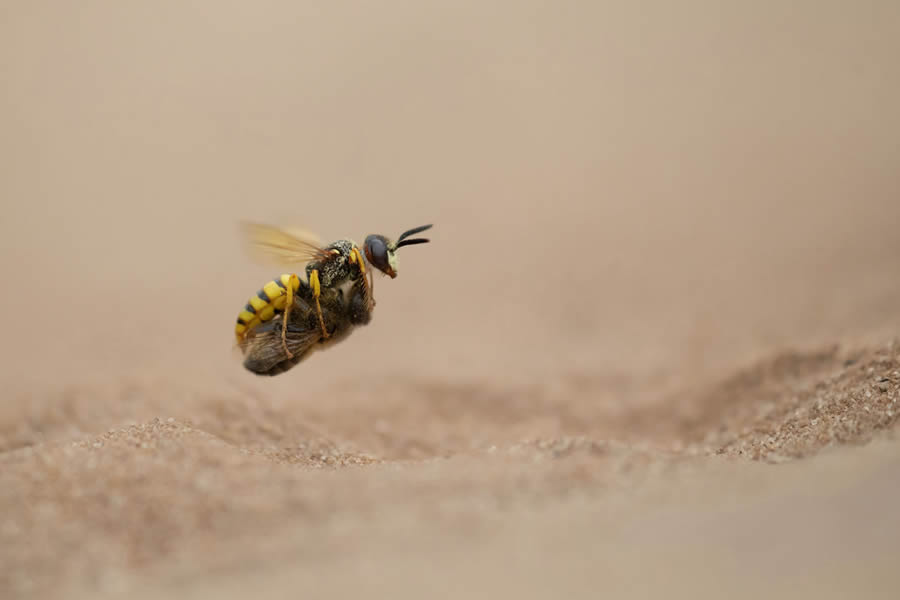 2024 European Wildlife Photographer of the Year Awards