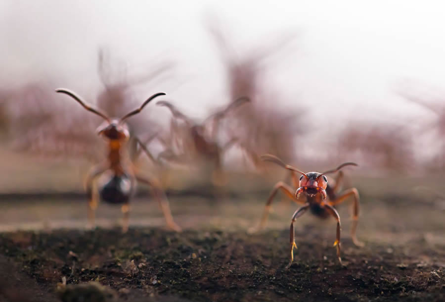 2024 European Wildlife Photographer of the Year Awards