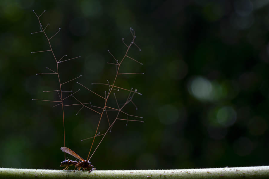 2024 European Wildlife Photographer of the Year Awards