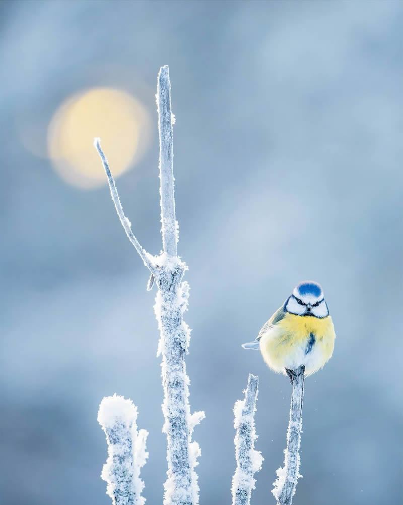 Finland Bird Photography by Tom Nickels