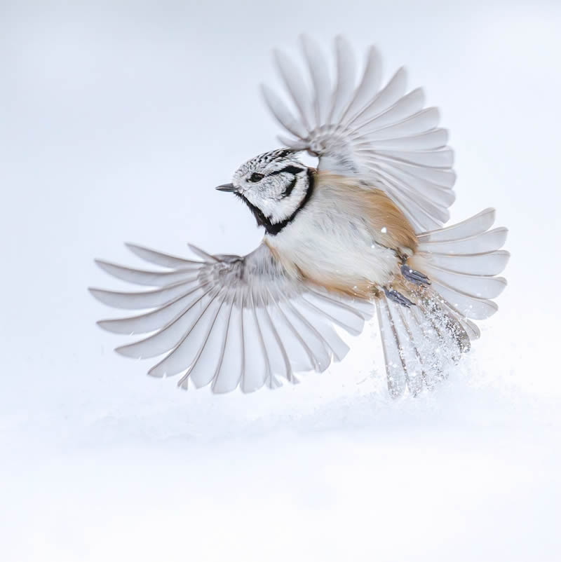 Finland Bird Photography by Tom Nickels