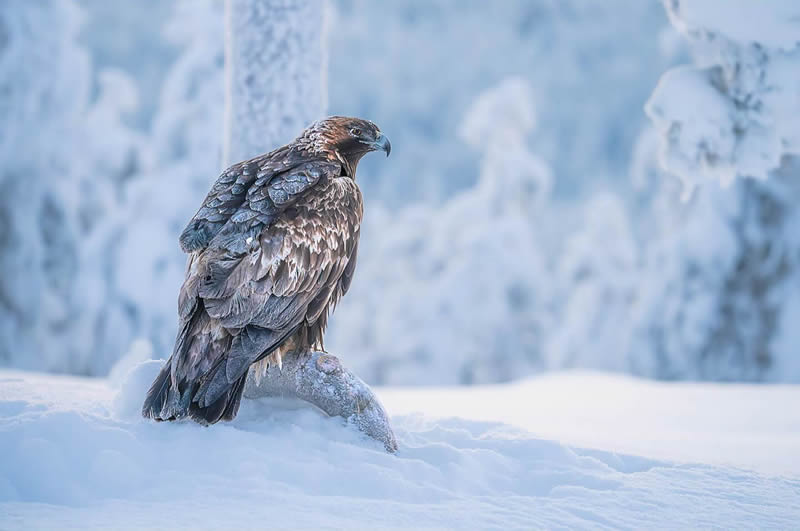 Finland Bird Photography by Tom Nickels