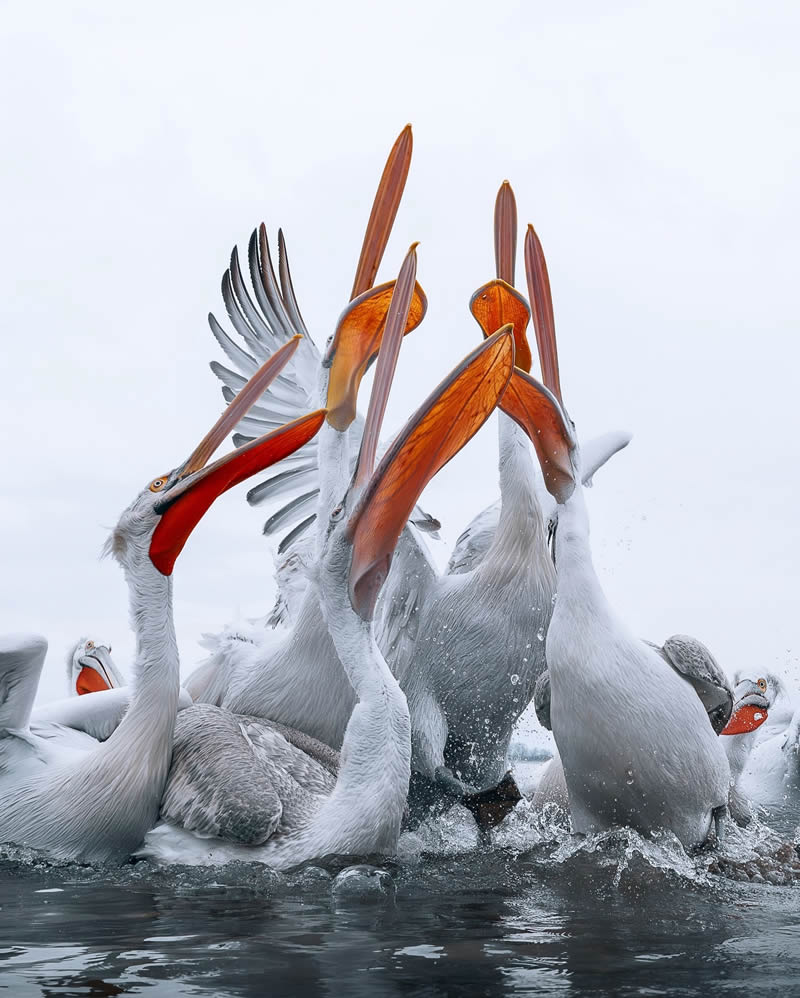 Finland Bird Photography by Tom Nickels