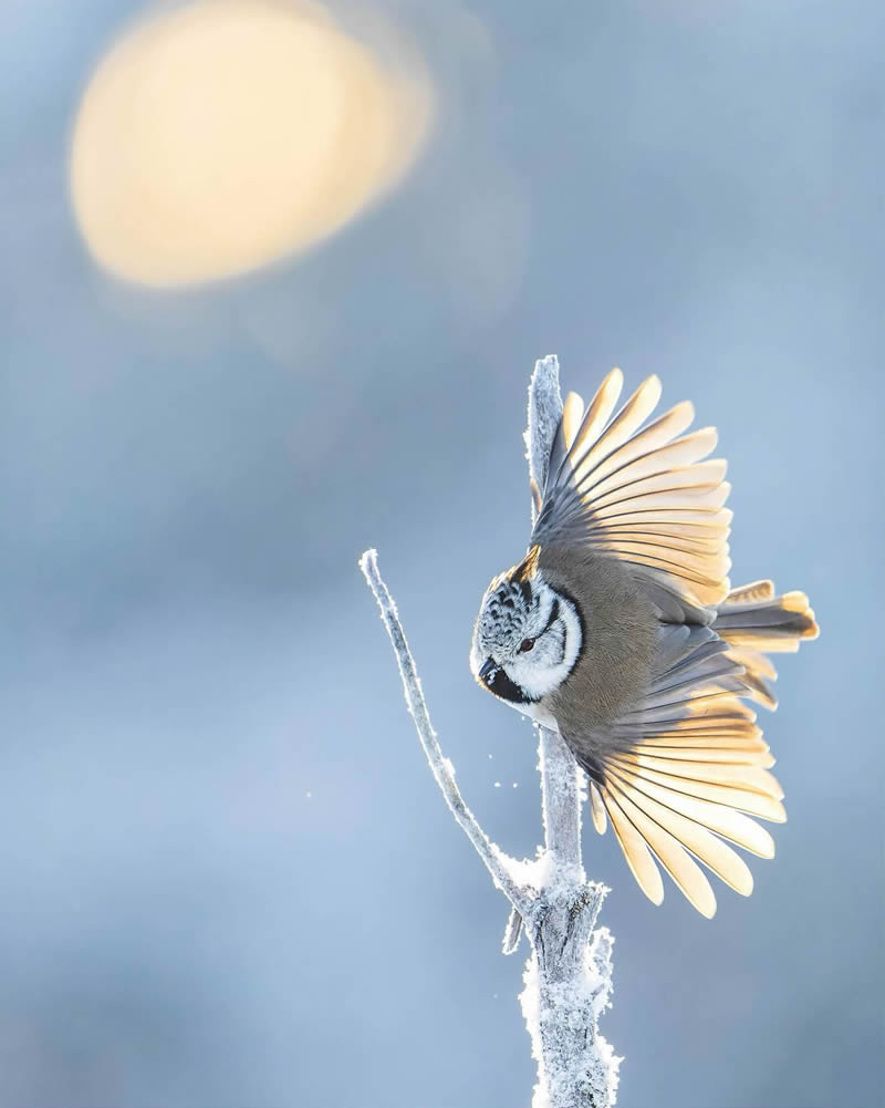 Finland Bird Photography by Tom Nickels