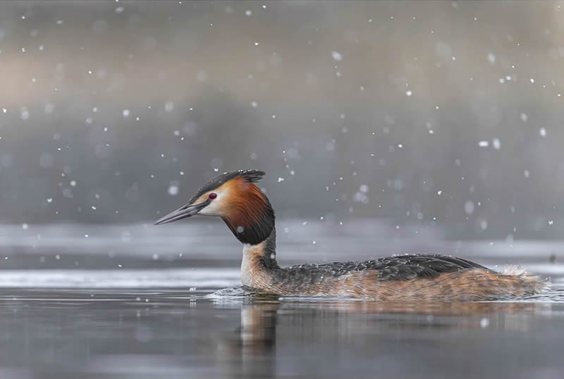 Finland Bird Photography by Tom Nickels