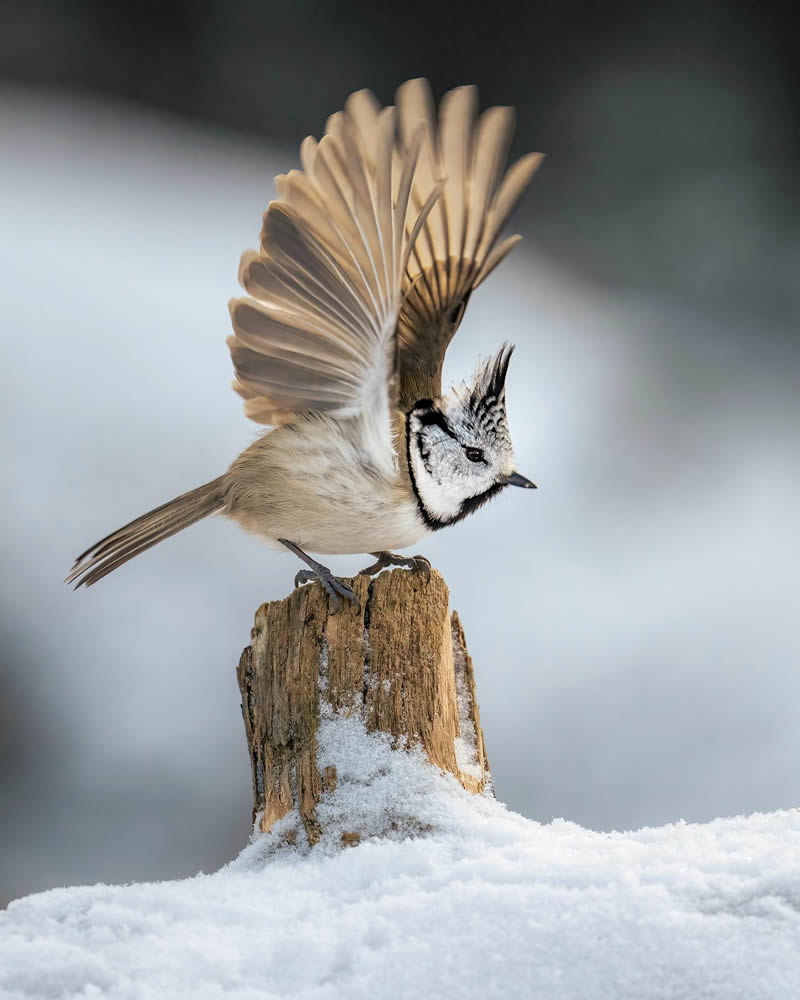 Finland Bird Photography by Tom Nickels