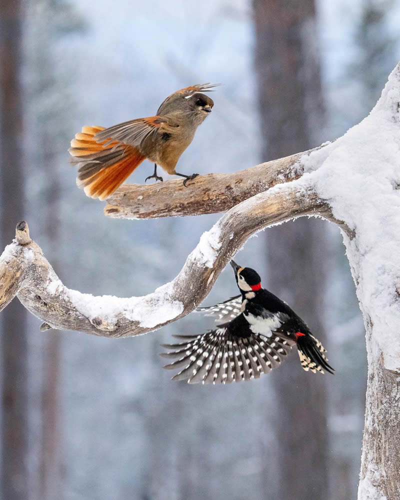 Finland Bird Photography by Tom Nickels