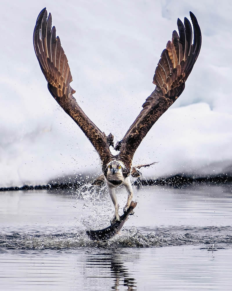 Finland Bird Photography by Tom Nickels