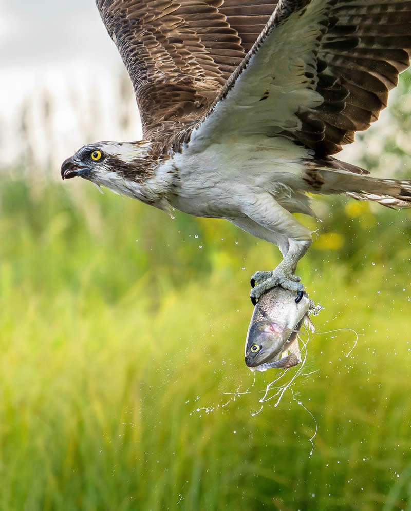 Finland Bird Photography by Tom Nickels