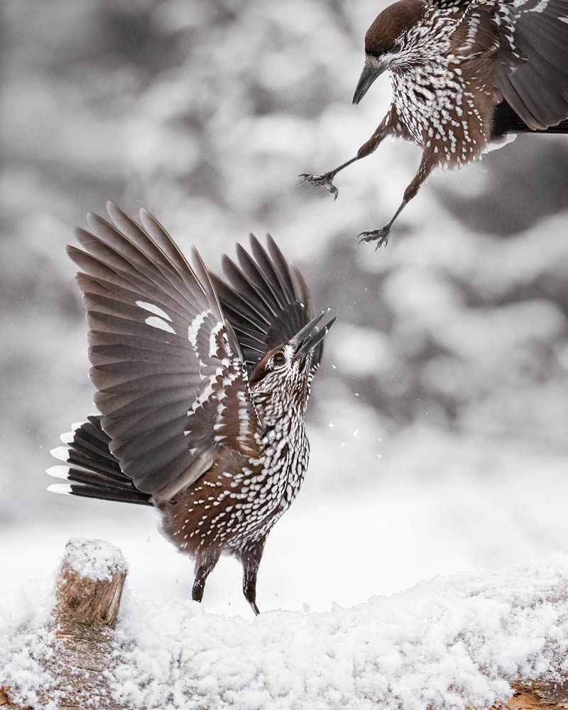 Finland Bird Photography by Tom Nickels