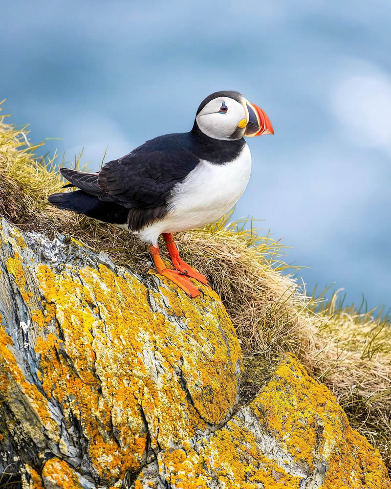 Finland Bird Photography by Tom Nickels