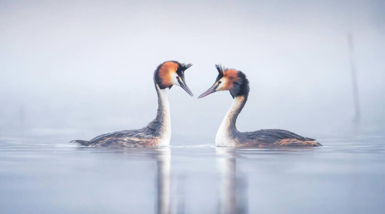 Finland Bird Photography by Tom Nickels