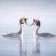 Finland Bird Photography by Tom Nickels