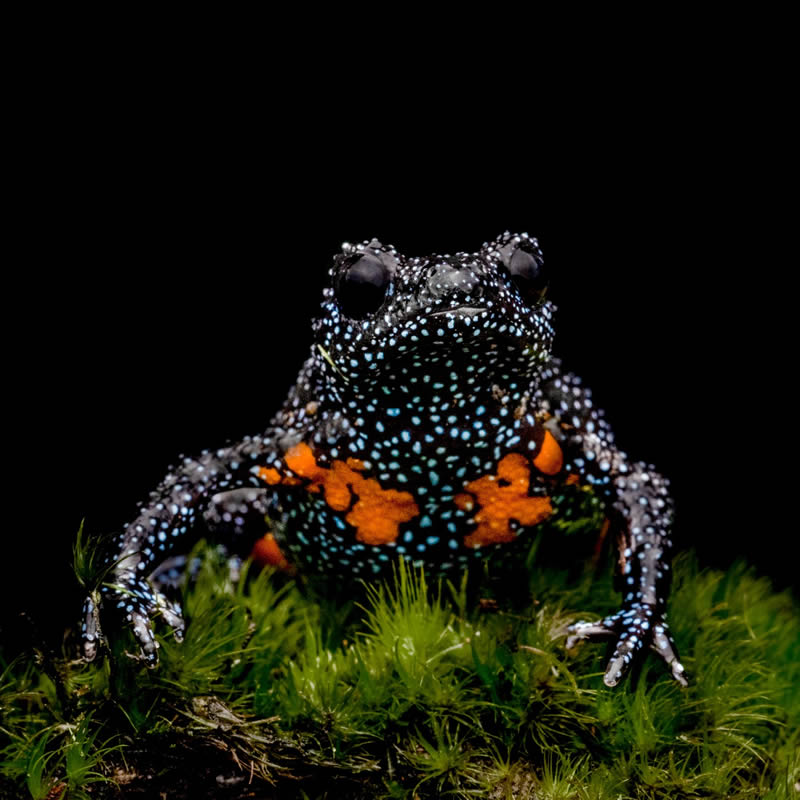 Frog Macro Photography by Biju Pb