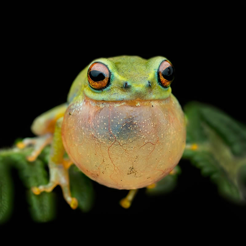 Frog Macro Photography by Biju Pb