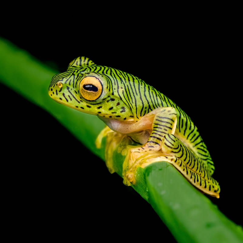 Frog Macro Photography by Biju Pb