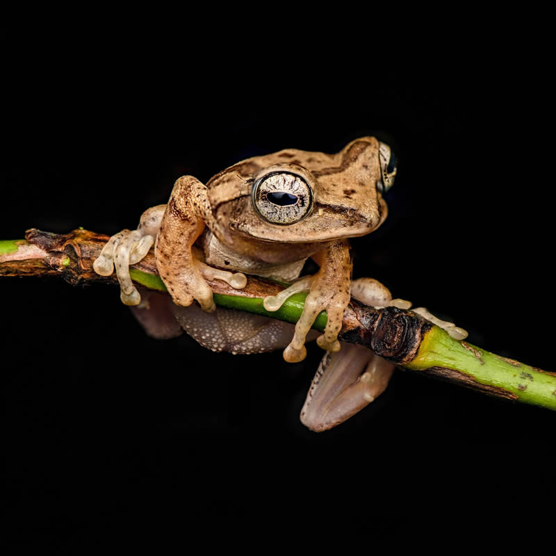 Frog Macro Photography by Biju Pb