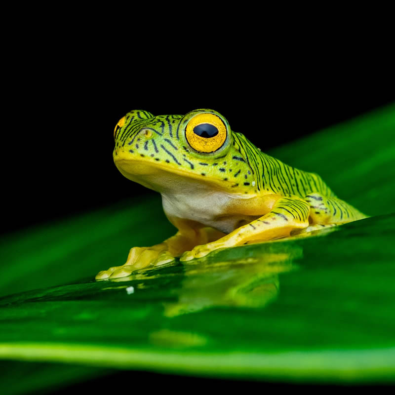 Frog Macro Photography by Biju Pb