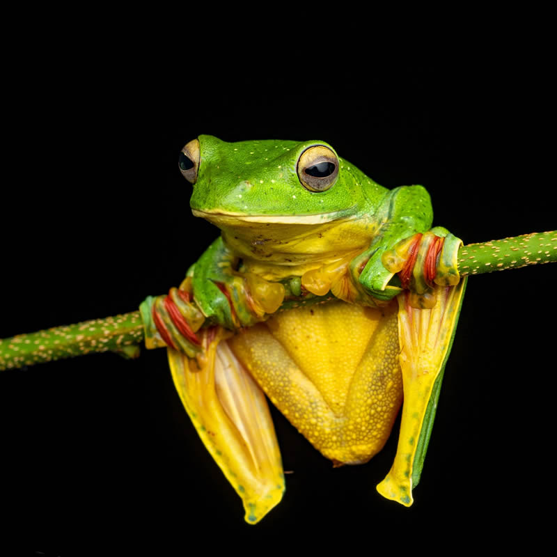 Frog Macro Photography by Biju Pb