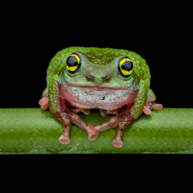 Frog Macro Photography by Biju Pb