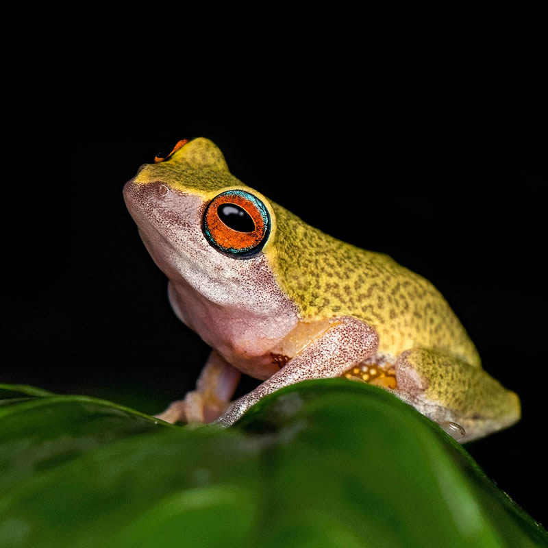 Frog Macro Photography by Biju Pb