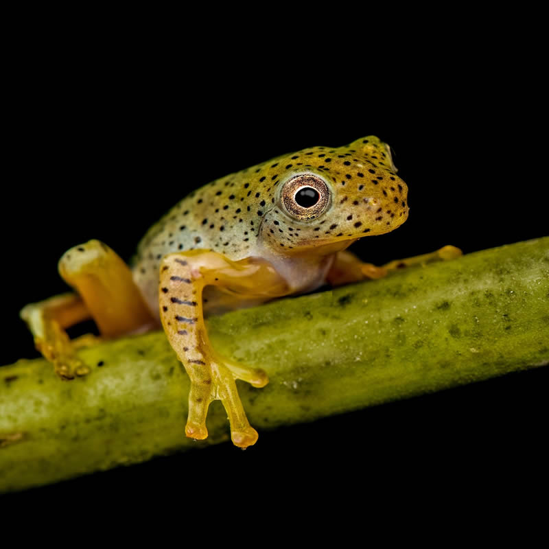 Frog Macro Photography by Biju Pb