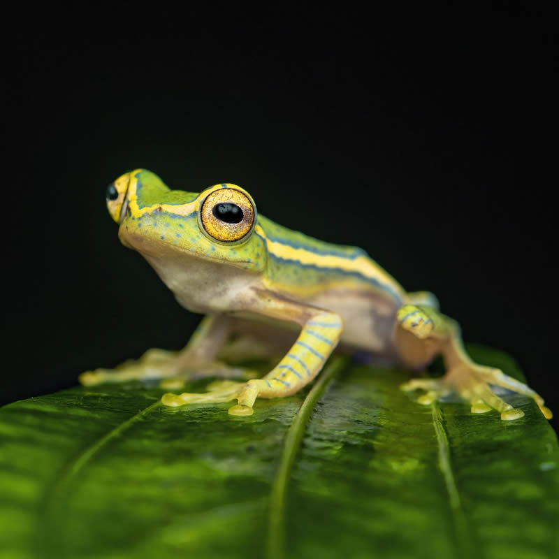 Frog Macro Photography by Biju Pb