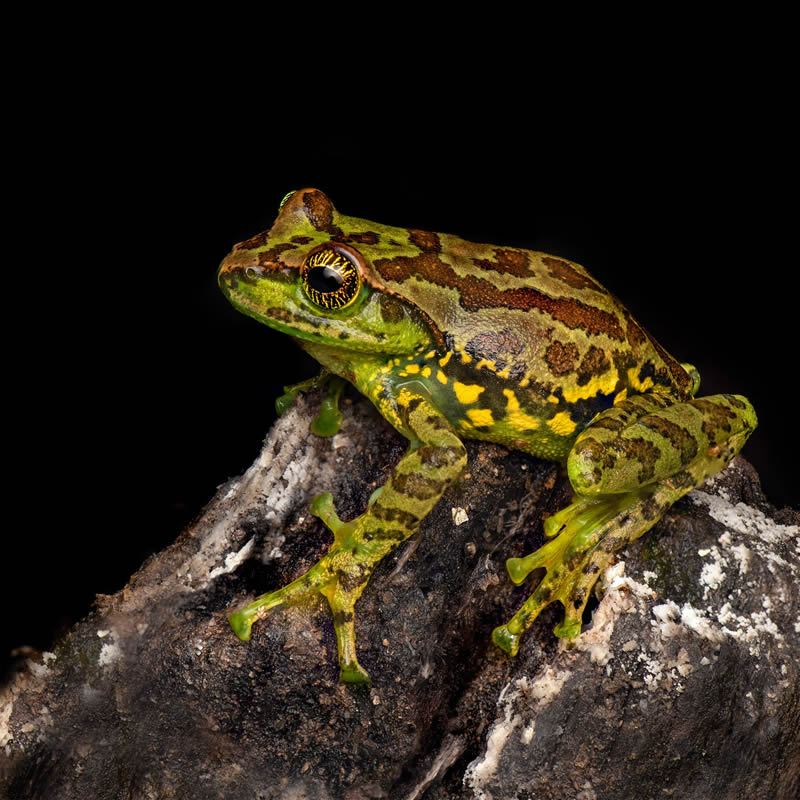 Frog Macro Photography by Biju Pb