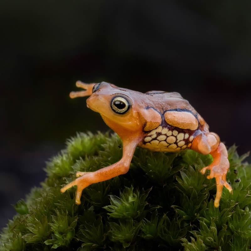 Frog Macro Photography by Biju Pb