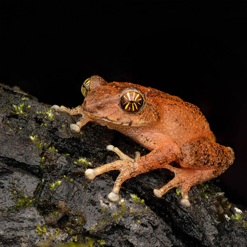 Frog Macro Photography by Biju Pb