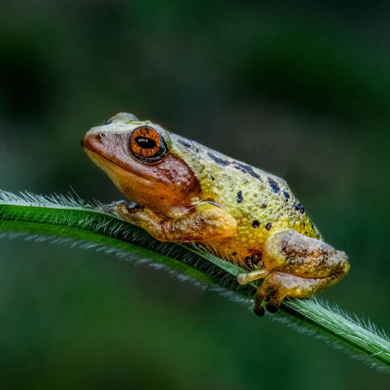 Frog Macro Photography by Biju Pb