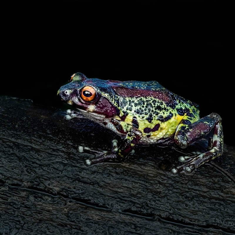 Frog Macro Photography by Biju Pb