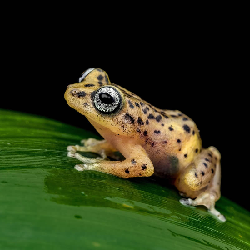 Frog Macro Photography by Biju Pb